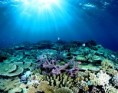 /album/photogallery/coral-and-coral-jpg/
